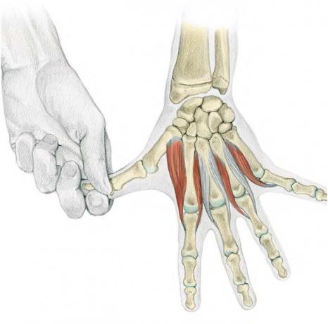 anatomie protahování