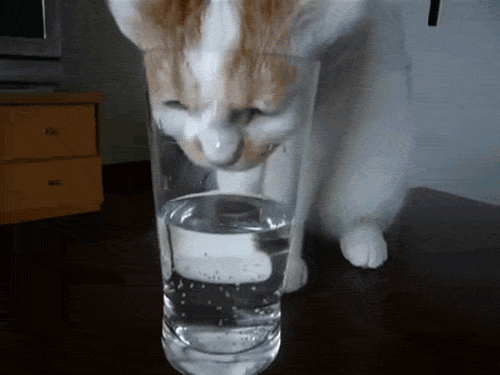Cat pitné vody