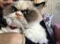 Grumpy Cat 2.0: nová nevrlá kočka dobývá internet