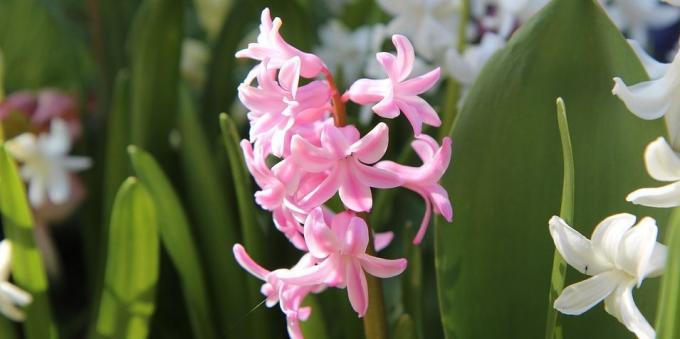 Room baňatý květiny: hyacint