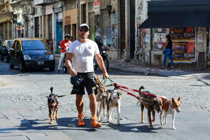 návštěvě Argentina: Dogs