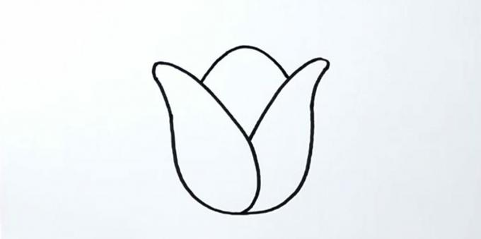 Jak nakreslit tulipán: obrys středového okvětního lístku