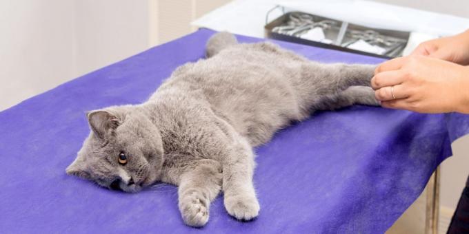 Příprava kočky pro sterilizaci