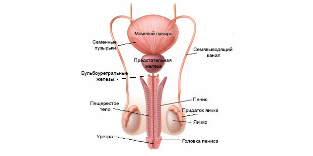 Ejakulace: struktura mužského reprodukčního systému