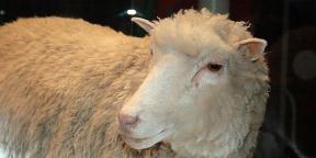 Co se změnilo ve světě klonování od dob ovce Dolly
