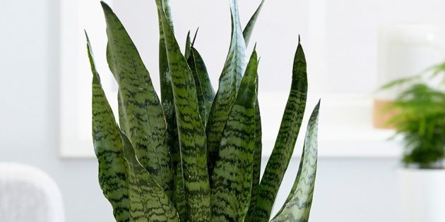 Shade pokojové rostliny: sansevieriya zeylanika