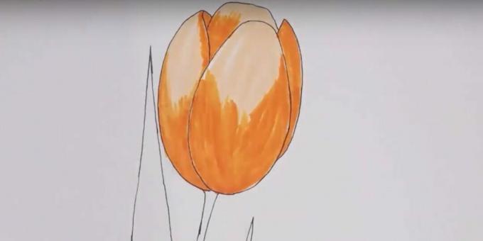 Jak nakreslit tulipán: namalujte pupen oranžovou barvou
