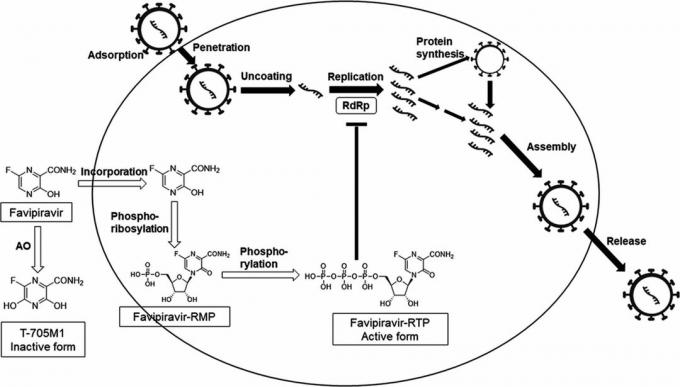 Mechanismus účinku favipiraviru, na jehož základě byl vyvinut Avifavir