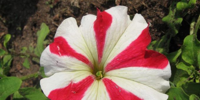 Nenáročné květiny pro záhony: Petunia grandiflora