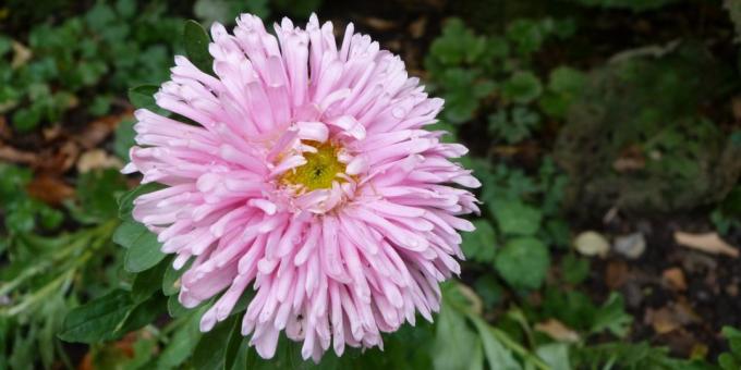 Nenáročné květiny pro záhony: Aster zahradní