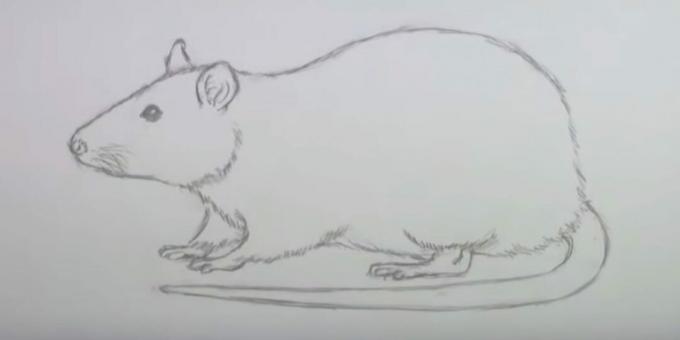 Jak nakreslit myš: vymažte náčrtky