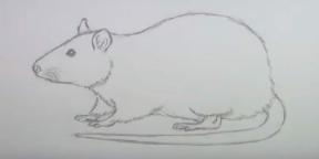 15 způsobů, jak nakreslit myš nebo krysu