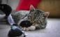 Hračky pro kočky: Jak se přivést svého domácího mazlíčka na mysli