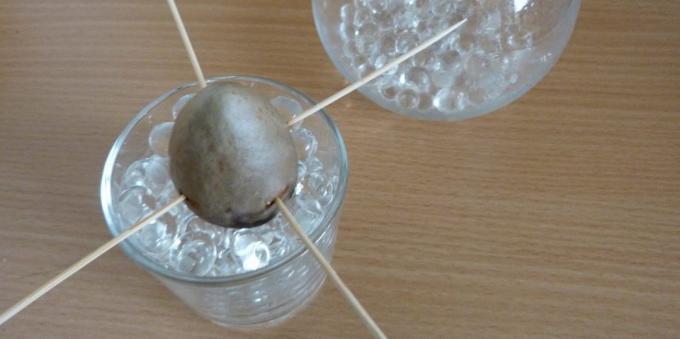 Jak pěstovat avokádo z kamene: Kámen ve skle s hydrogel