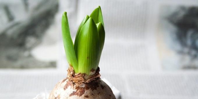 Jak probudit hyacint a starat se o něj