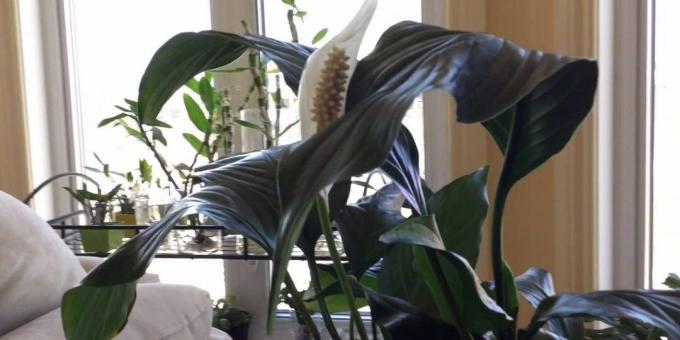 Péče Spathiphyllum doma: Kam umístit Spathiphyllum