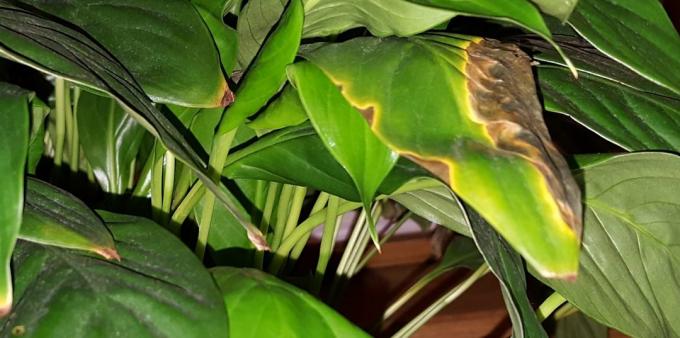 Péče Spathiphyllum doma: Jak léčit spathiphyllum kdyby byly skvrny na listech