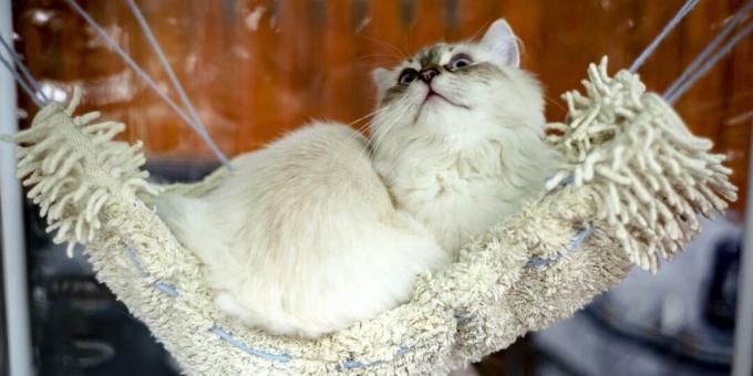Sibiřská kočka: postava