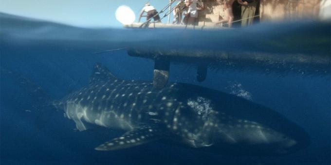 Žraločí filmy: „Kon-Tiki“
