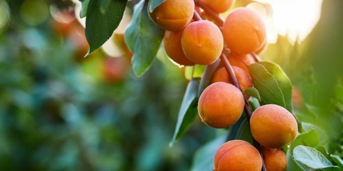 Sezónní zboží: meruňky