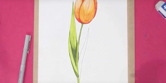 Jak nakreslit tulipán: dokončete levý list