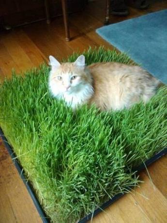 Pad z trávy pro kočky