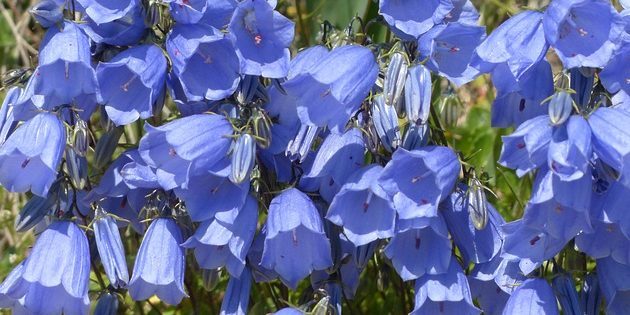 Trvalky, kvetoucí po celé léto: Bellflower