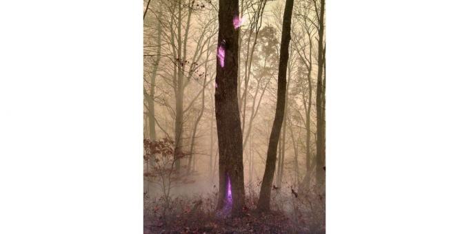 fialový plamen strom