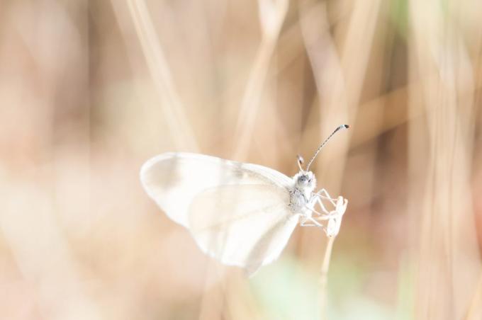jak krásné fotografovat motýla