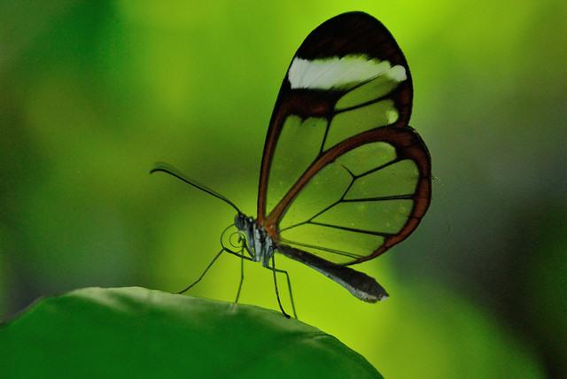 Jak krásné fotografovat motýla
