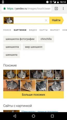 „Yandex“: určení zvířete na obrázek