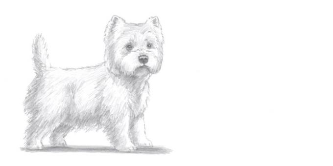 Jak nakreslit psa stojí v realistickém stylu