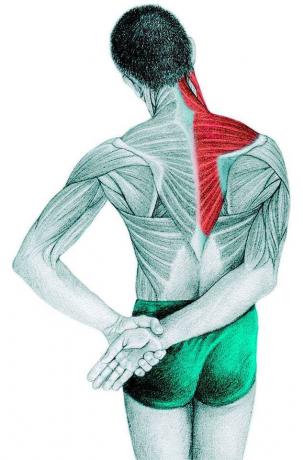 Anatomie natahování: trapézového, supraspinatus, deltového svalu