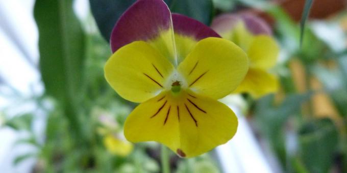 Nenáročné květiny pro záhony: Tři barvy Viola