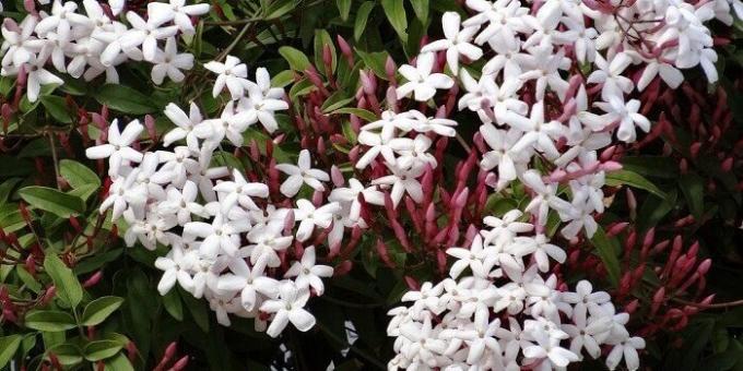 Nenáročné pokojové rostliny: Jasmine pokoj