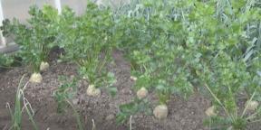 Kdy zasadit celer pro sazenice a jak to udělat správně