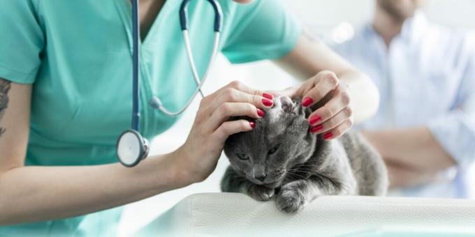 Ruská modrá kočka: nemoci