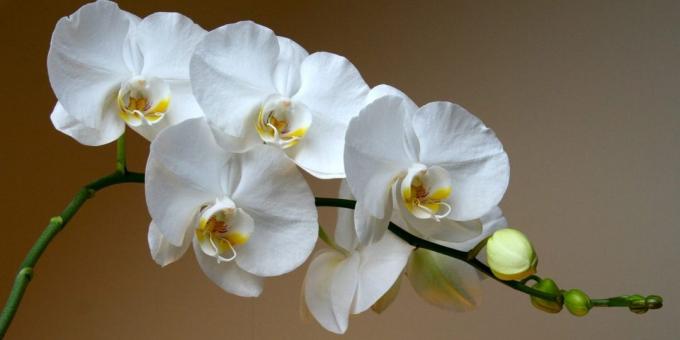 Jak pečovat o orchideje Phalaenopsis