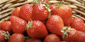 Kdy a jak letos zasadit jahody pro sazenice ke sběru bobulí