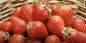 Kdy a jak letos zasadit jahody pro sazenice ke sběru bobulí