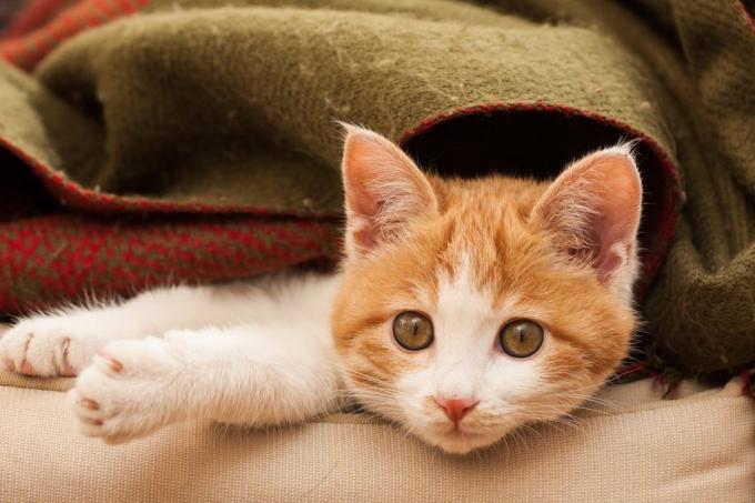 bezdomovce pet: Krmivo pro kočky