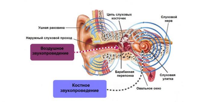 zvonění v uších, ušní struktura