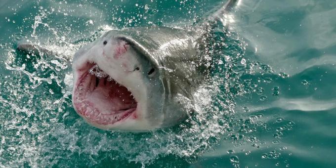 Populární mylné představy: žraloci zaútočí na člověka omylem