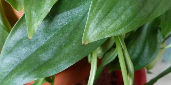 Péče Spathiphyllum doma: Jak se chovat v případě spathiphyllum suché listí tipy