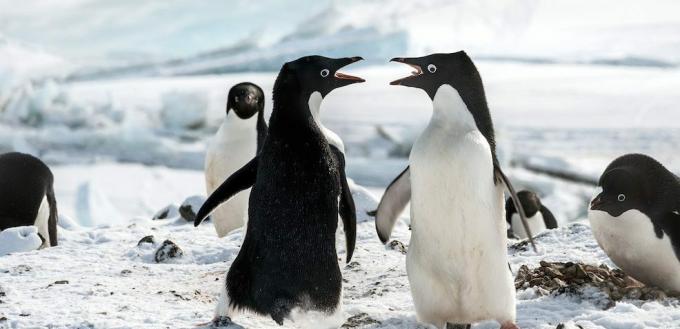 Filmy o tučňácích: „Tučňáci“