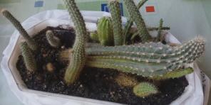 Jak pečovat o kaktusy: komplexní průvodce