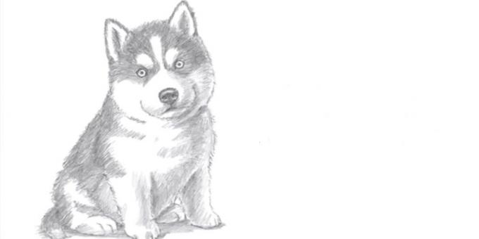 Jak nakreslit psa sedí v realistickém stylu