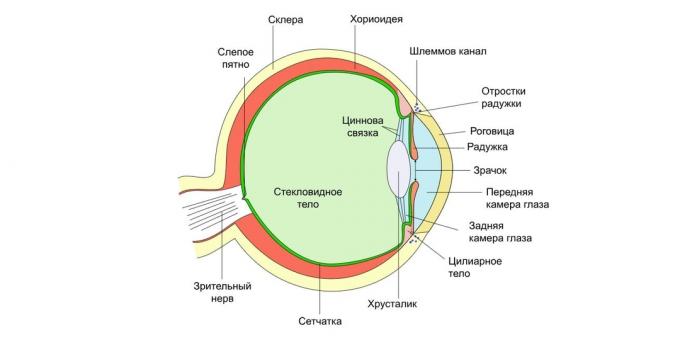 Struktura oka
