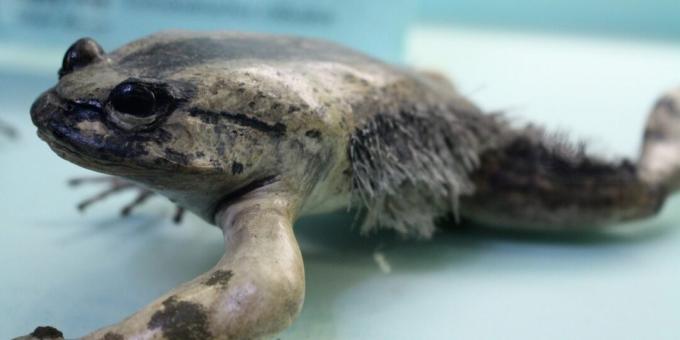 Neobvyklá zvířata: žába, která bojuje s fragmenty vlastních kostí