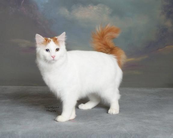 inteligentní kočičích plemen: Turkish Van